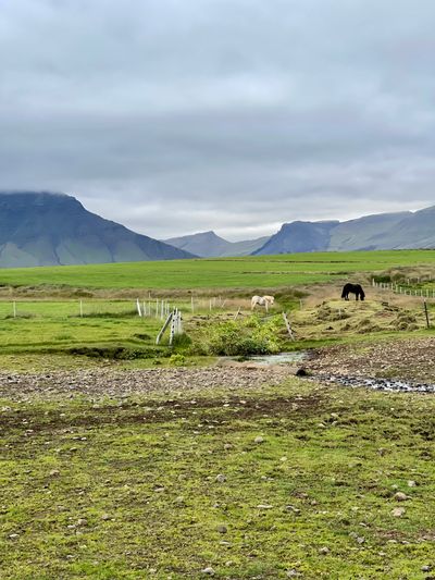 View from campground with horses nearby